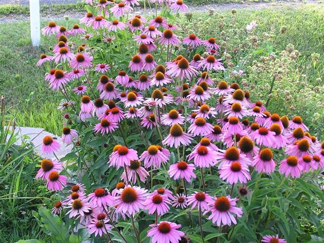 Image result for purple coneflower flowers
