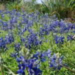 BLUEBONNET