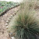 MUHLY GRASS