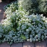 ALYSSUM