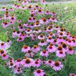 PURPLE CONE FLOWER