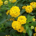 LANTANA, GOLD