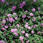 LANTANA, PURPLE