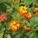 LANTANA, RADIATION