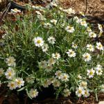 BLACKFOOT DAISY