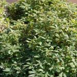 PITTOSPORUM