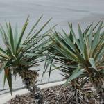 SOFT TIP YUCCA