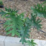 SPLIT LEAF PHILODENDRON