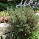 TRAILING ROSEMARY