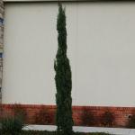 ITALIAN CYPRESS