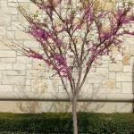 REDBUD TREE